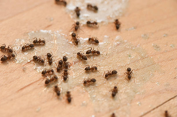 Best Termite Control Services  in Bartonvle, IL